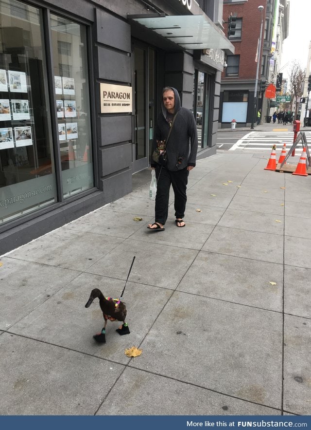 A man with two dogs in his pockets, walking a duck wearing shoes