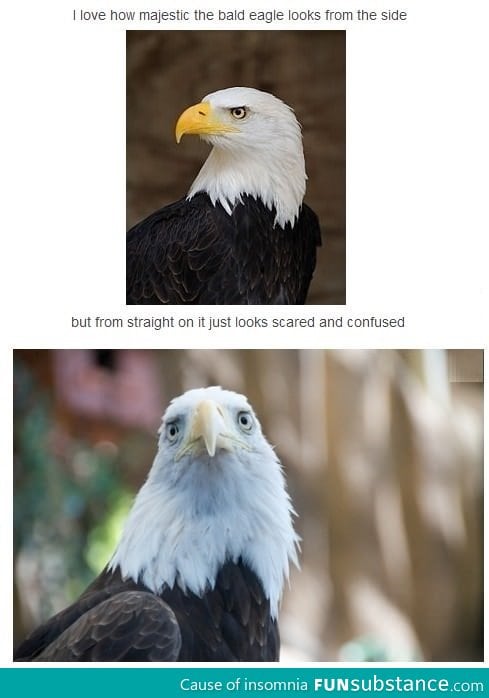 Confused bald eagles