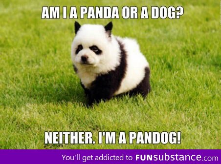 Say hello to pandog