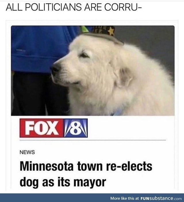 Doggo does a politics