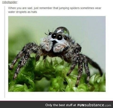 Even spiders have style