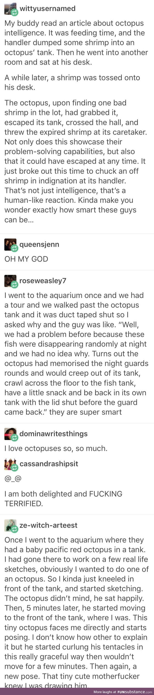 Octopi being smartasses