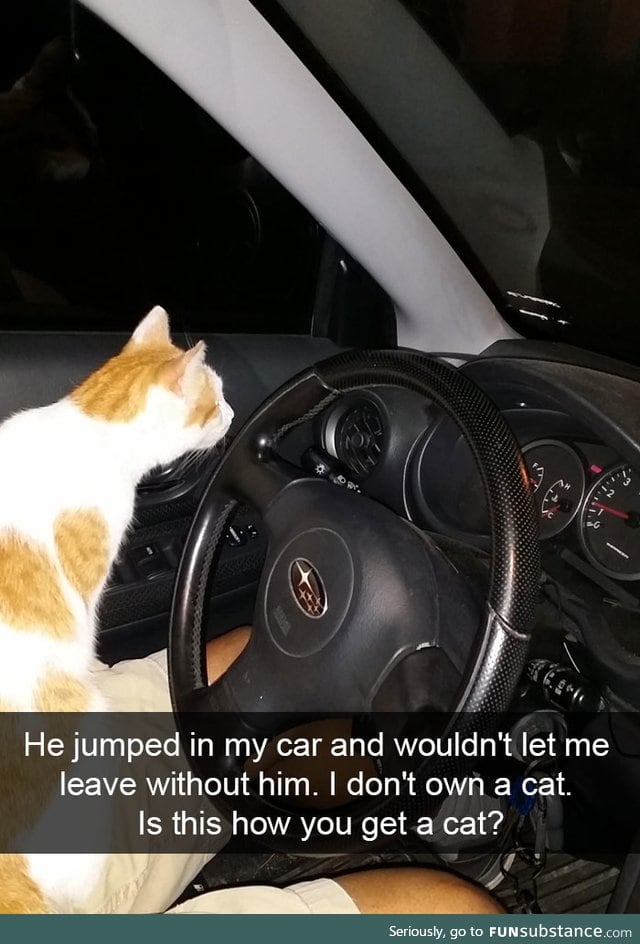 That is the best way to get a cat