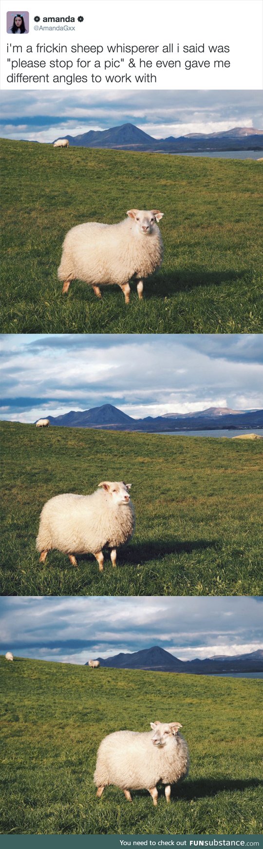 Most photogenic sheep