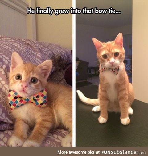 He looks nice in his lil bow tie