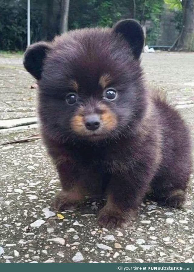 When you can't decide if you wanna be a puppy or a bear