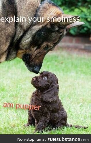 Smol pupper meets doggo