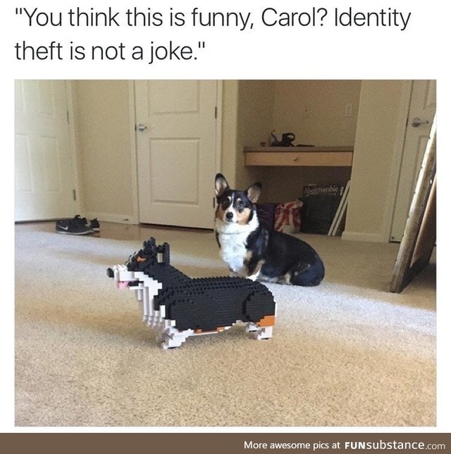 Poor doggo got his identity stolen
