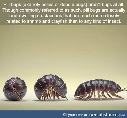 My life is a lie....also I always called them potato bugs, anyone else?