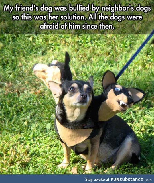 Most clever way to stop dog bullying