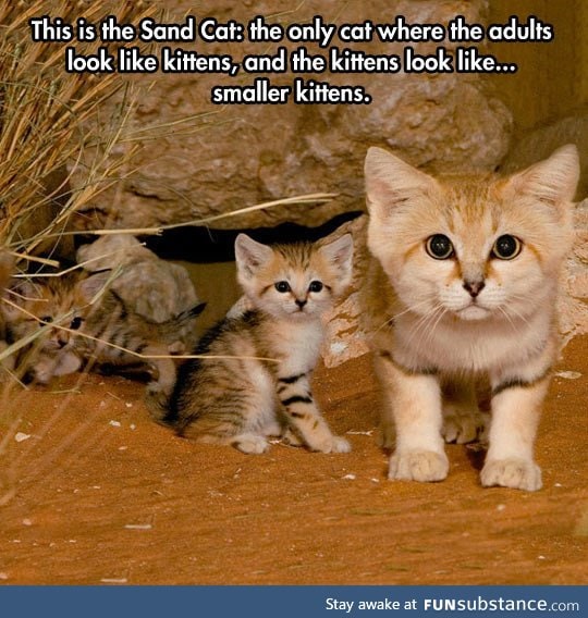 Sand cat