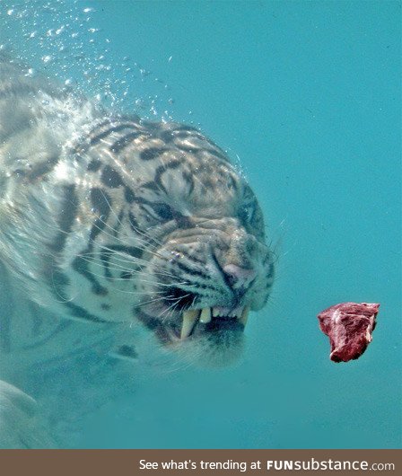 An underwater White Tiger about to eat a piece of meat