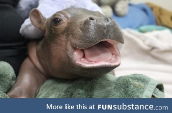 Premie hippo Fiona!!!!!