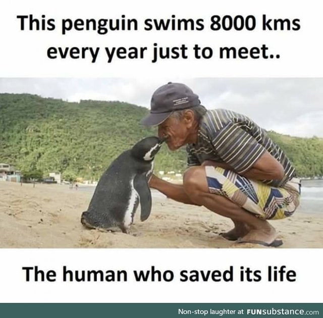 I wonder if the man died, that penguin would be waiting