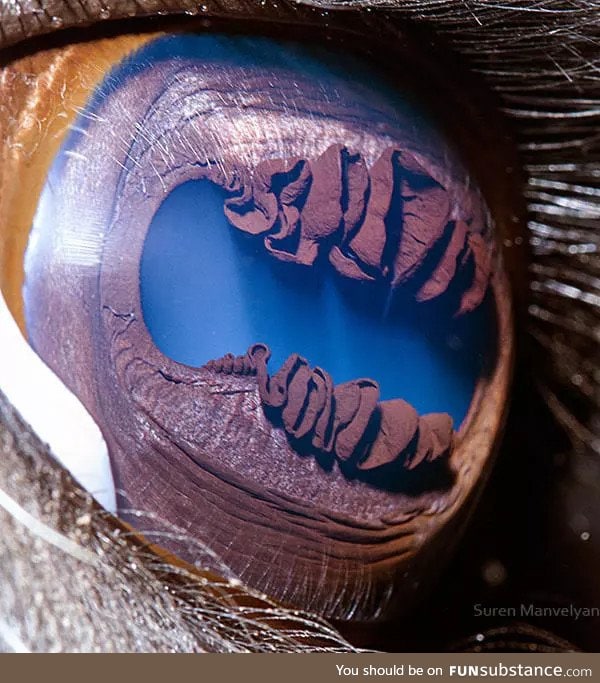 Close up of a Llama's eye
