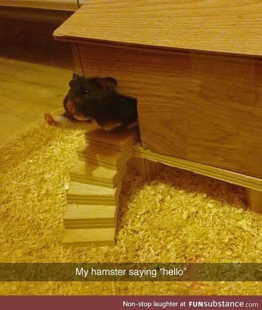 Just a hamsters saying hello, go on