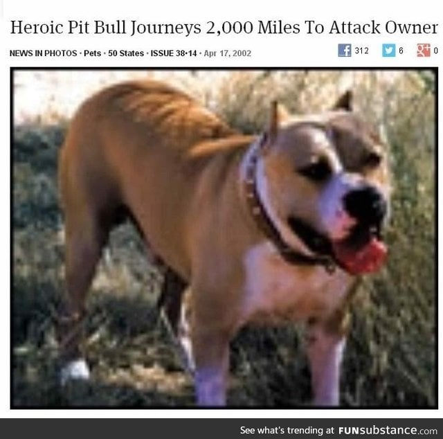 Heroic pit bull