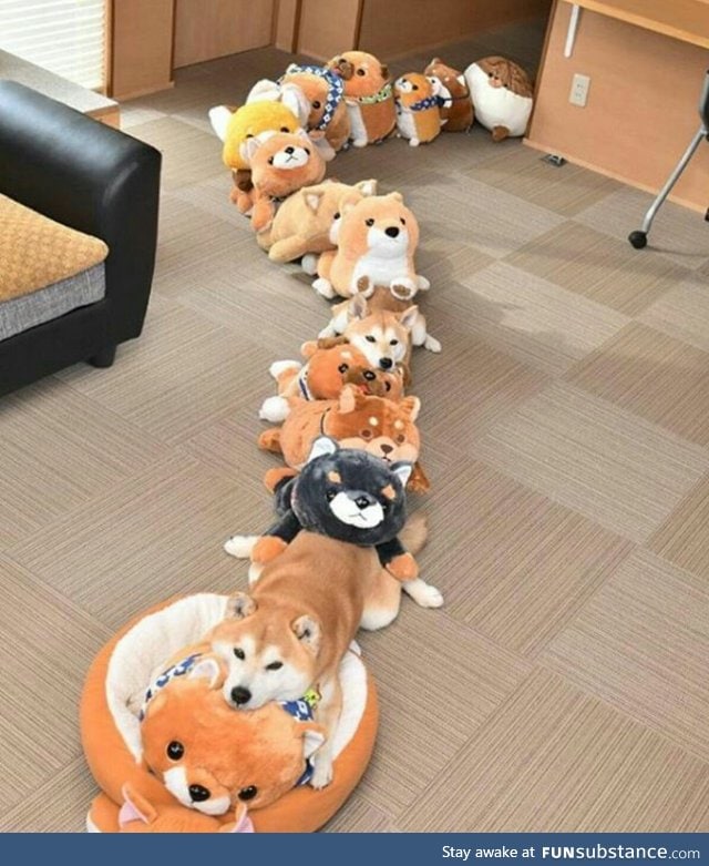 all abord the shibe express!!!