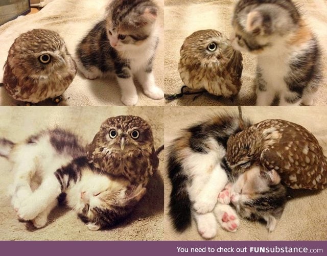Little owl and baby kitten built an unlikely friendship in a Japanese coffee shop