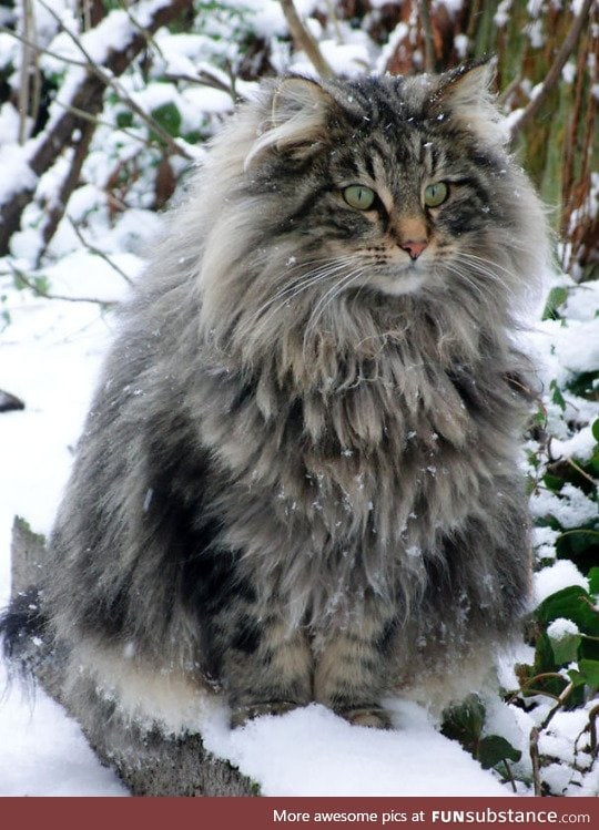 Norwegian Forest Cats need to be known by all