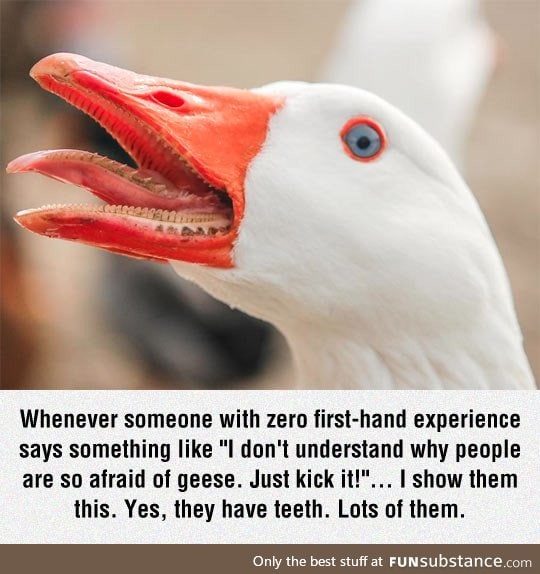 They have teeth, guys