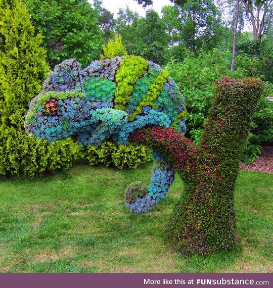 Clever chameleon topiary