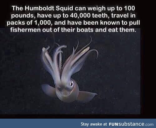 Fact about the Humboldt Squid