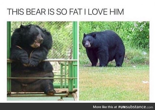 Such a fat bear