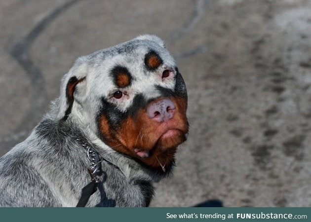 Rottweiler with vitiligo