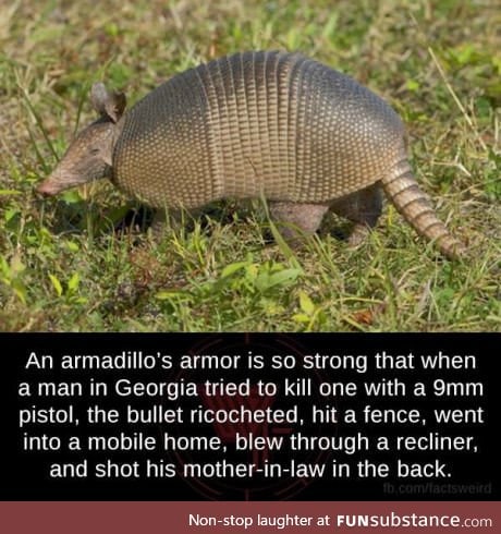 Don't mess with an armadillo