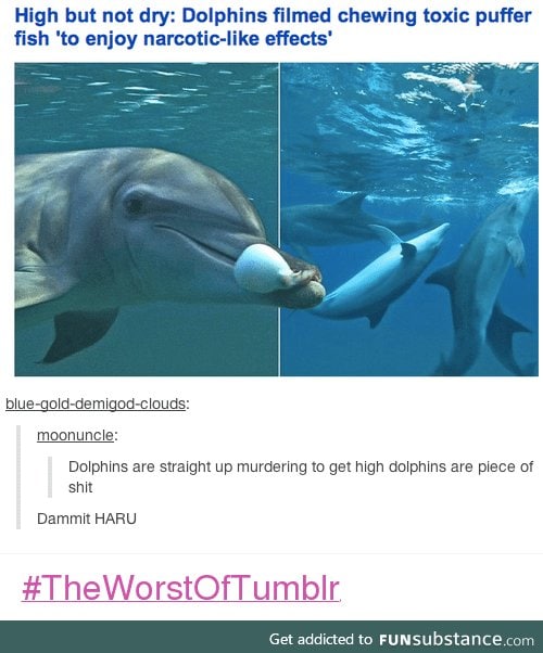 Dolphins are weird