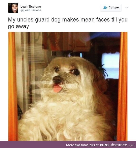 Doggo does a tongue blep