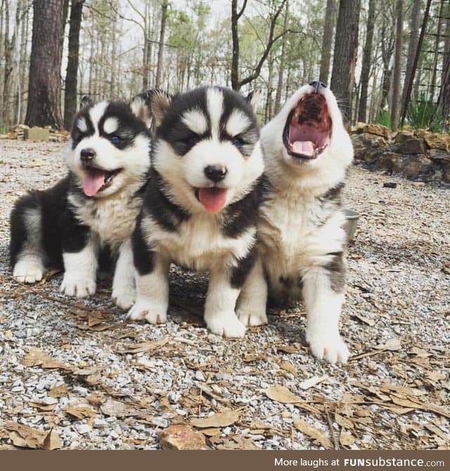 BE AWARE OF CERBERUS BOYES AT THE GATES OF THE UNDERBORK!!!!!!!!