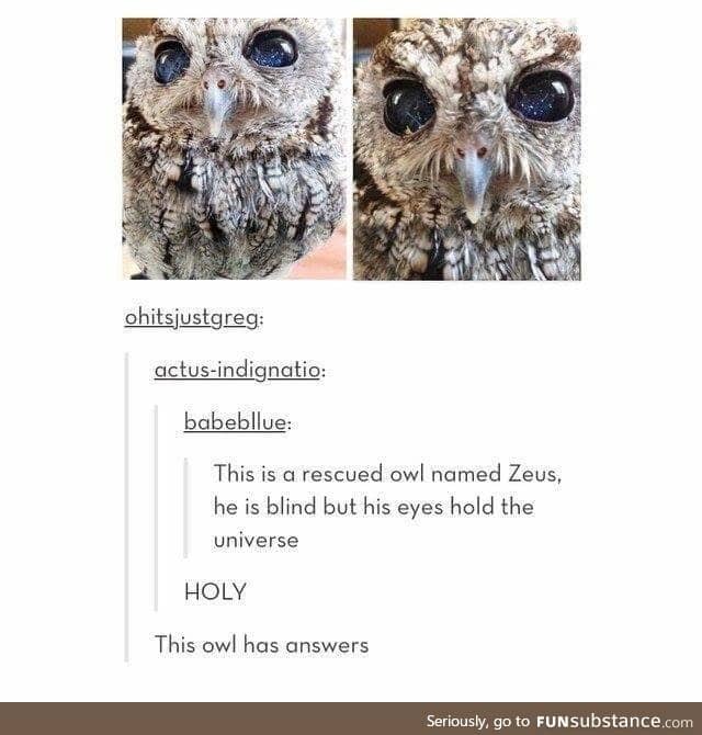 Zeus got gorgeous eyes