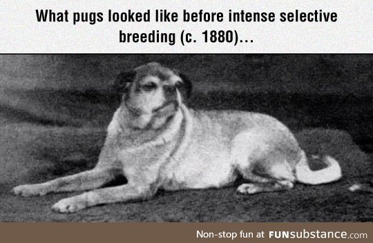 Pugs of the past