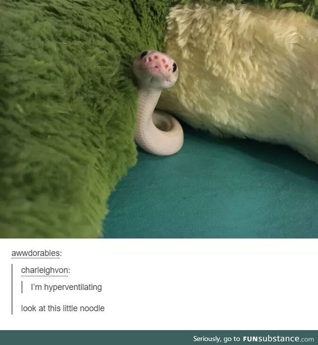 Such booppable noodle