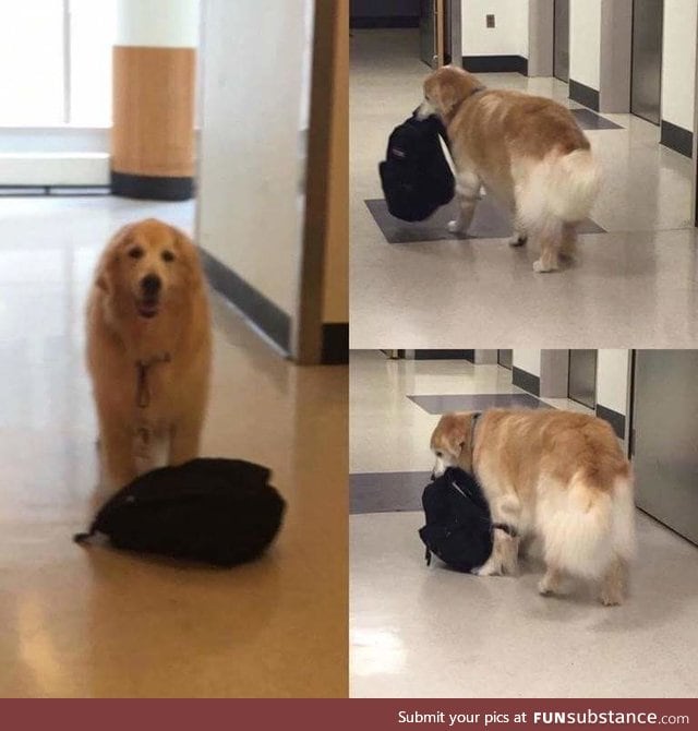 Meet Eddie,the Hospital Therapy dog who is always carrying around his bookbag of toys