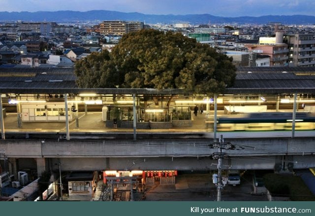 Train station in Japan built around a 700 year old tree
