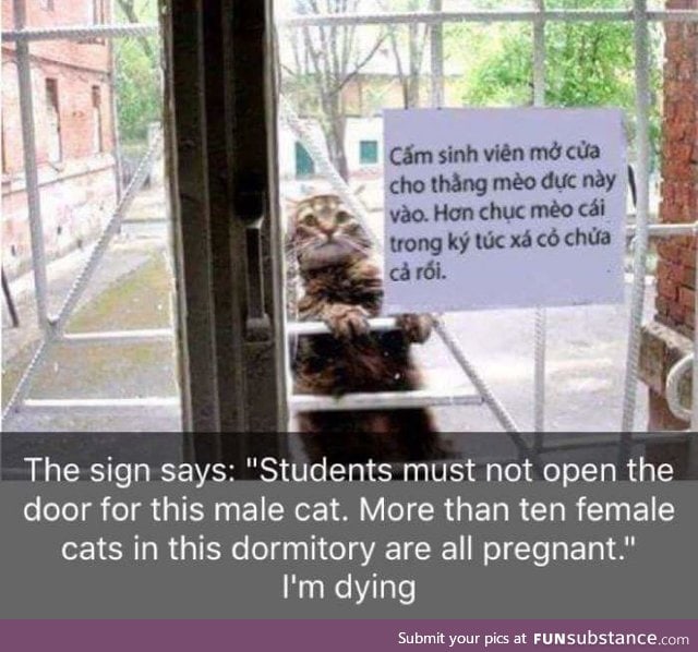 Let him in, he just wanna see his kittens
