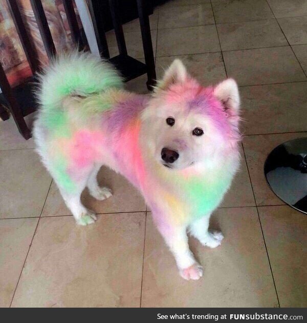 Enjoy this colorful doggo