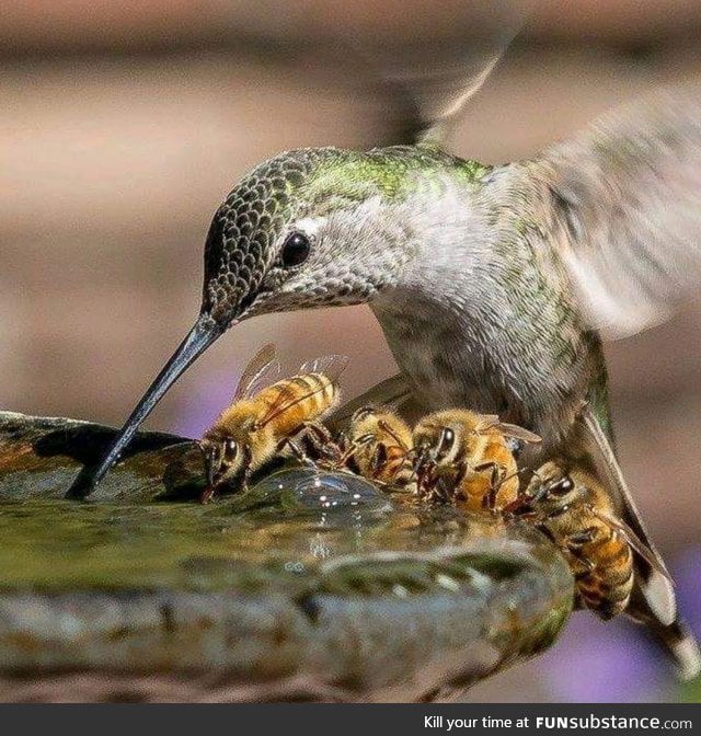 Hummingbird and bees