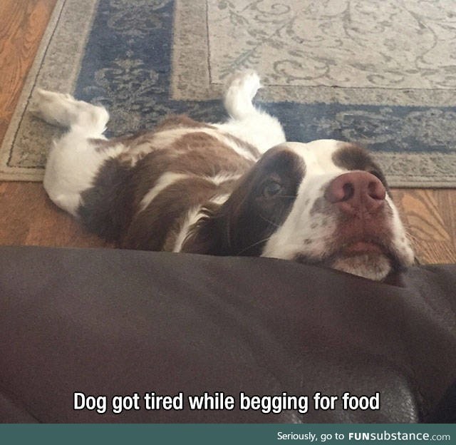 Poor tired doggo