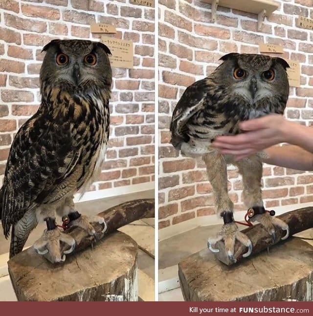 Guess I've never seen an owl's legs before