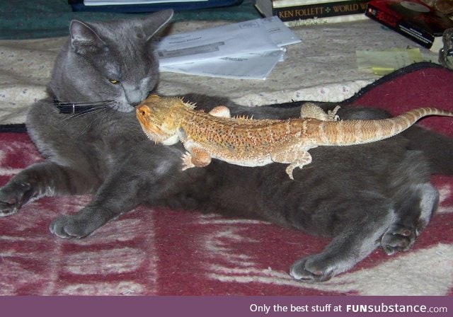 Kitty(lizard) and Shortstack(cat)