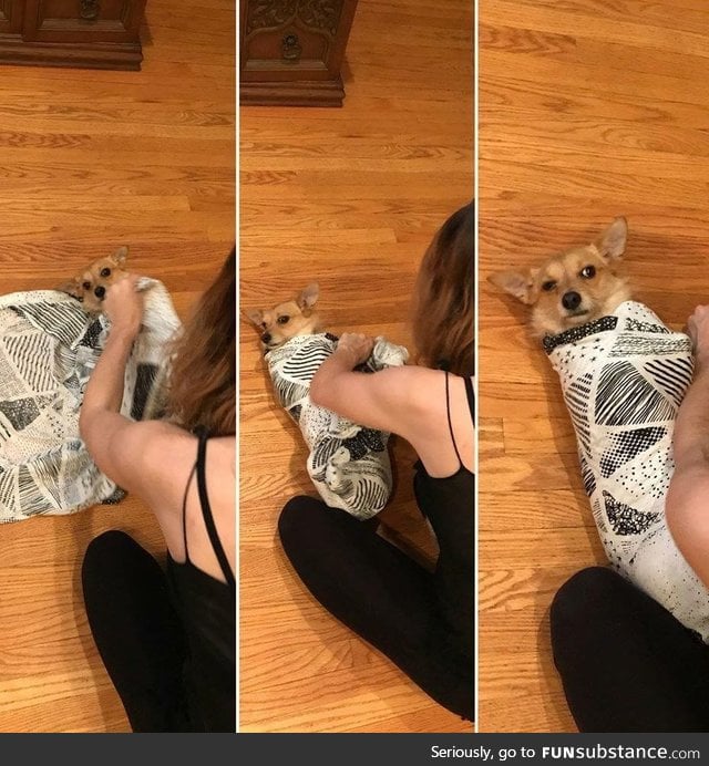 Pregnant wife practices swaddling on confused pupper
