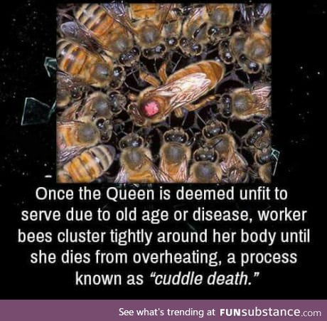 Bee fact