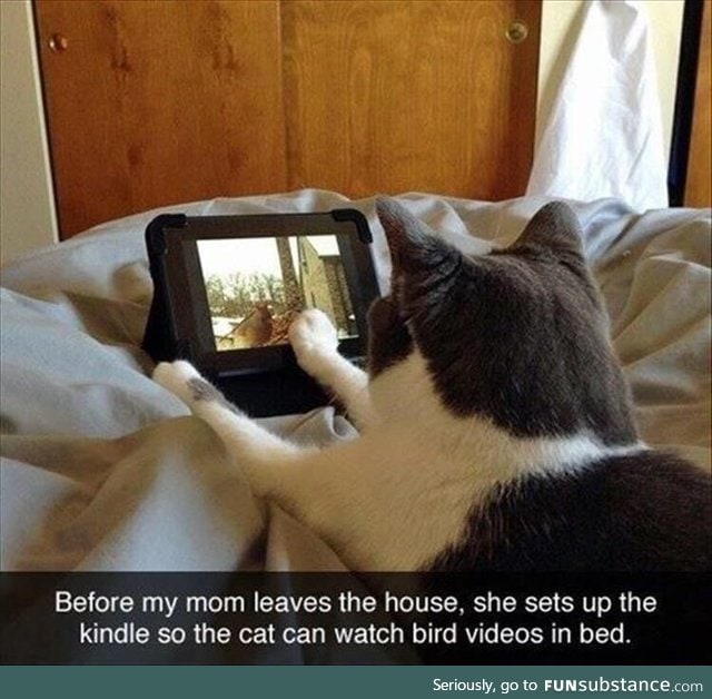Bird videos