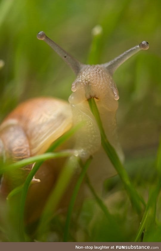 And Here's A Snail Eating Grass