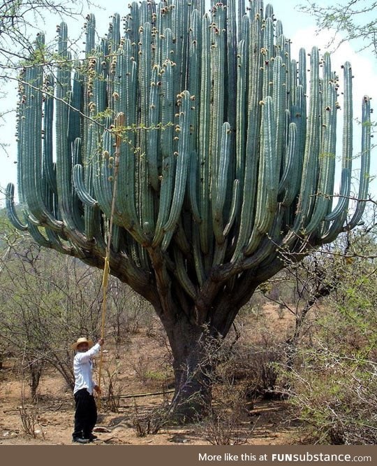 Cactus in oaxaca