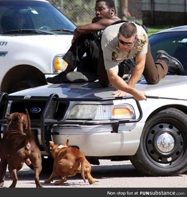 When a deputy saw a man getting chase by two dogs, he pulled up to help. The Result: